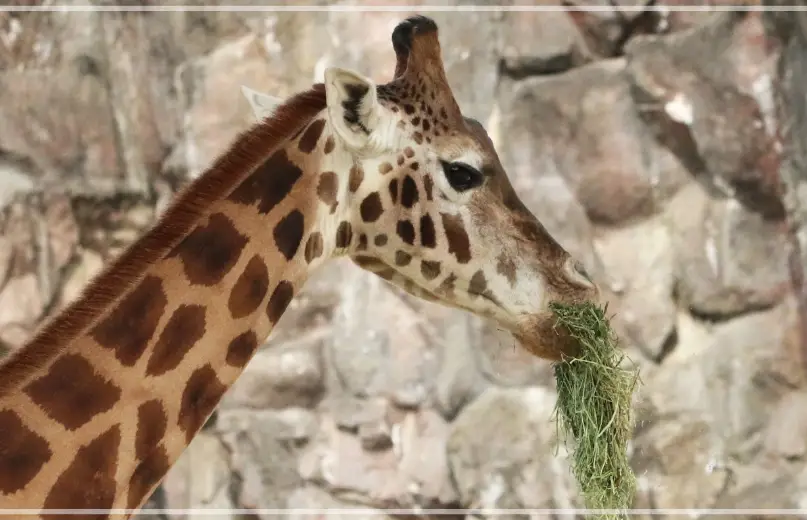 서울대공원-동물원-입장료-가격-할인-이용시간