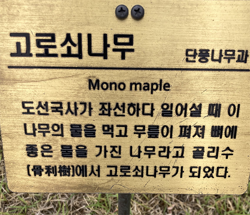 고로쇠나무