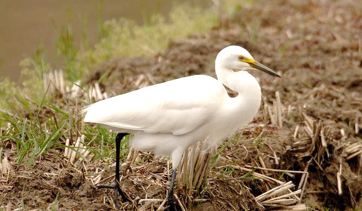 철원 두루미 탐조 방법 코스
