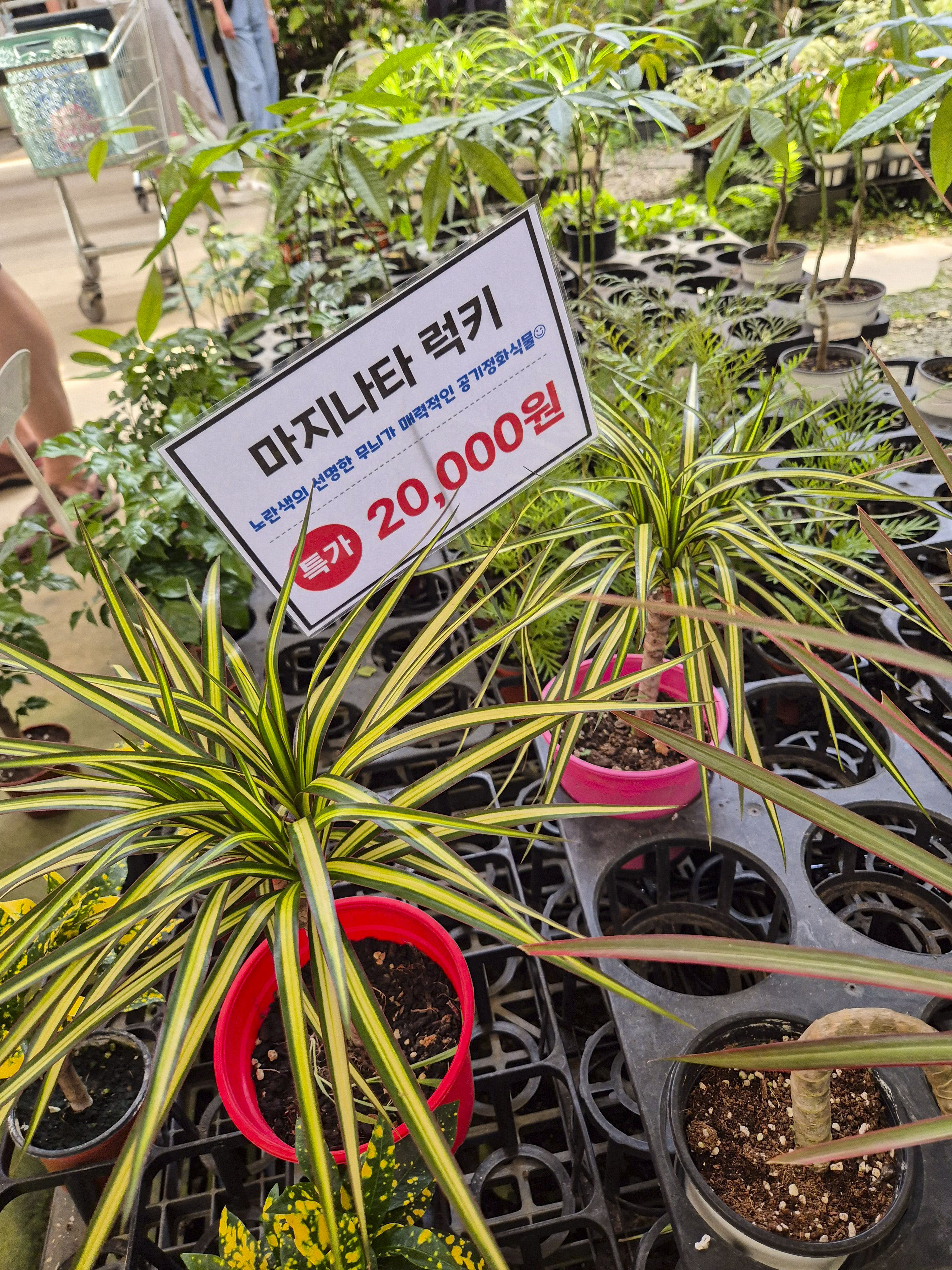 이번에 구매한 마지나타 럭키 식물