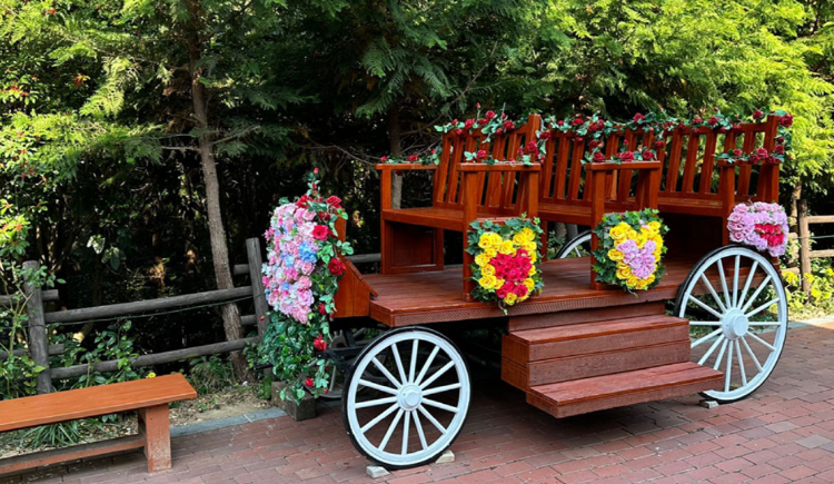 장흥 우드랜드 편백숲