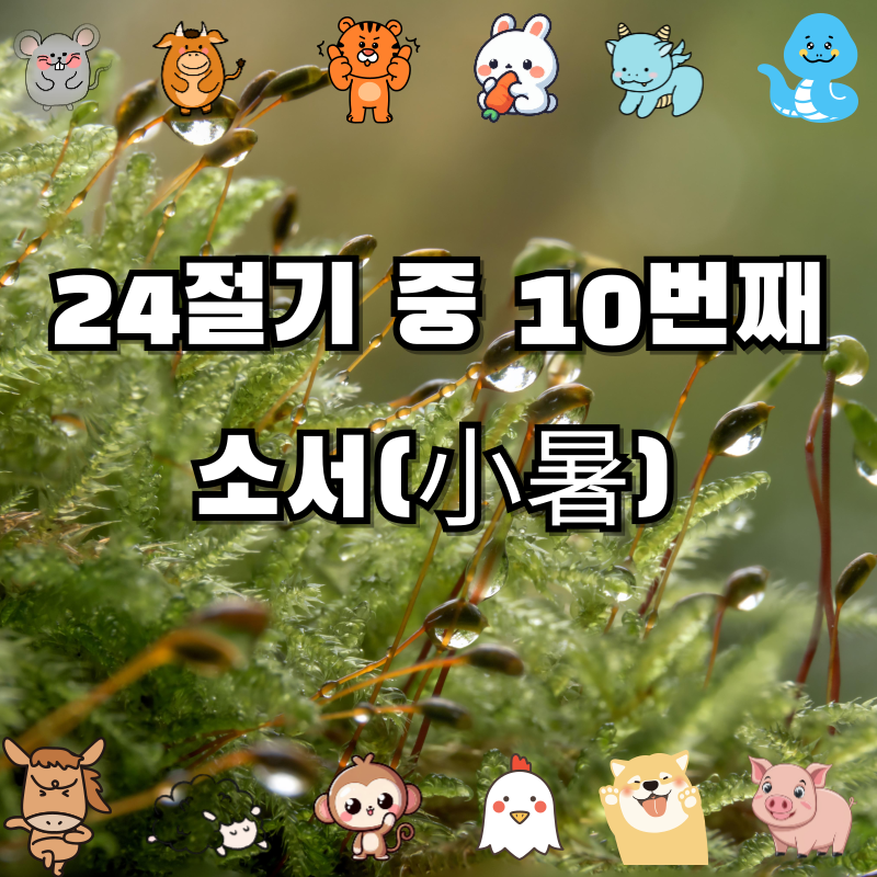 🌿 소서(小暑)란? — 본격적인 여름 더위의 시작 |특징 |세시풍속