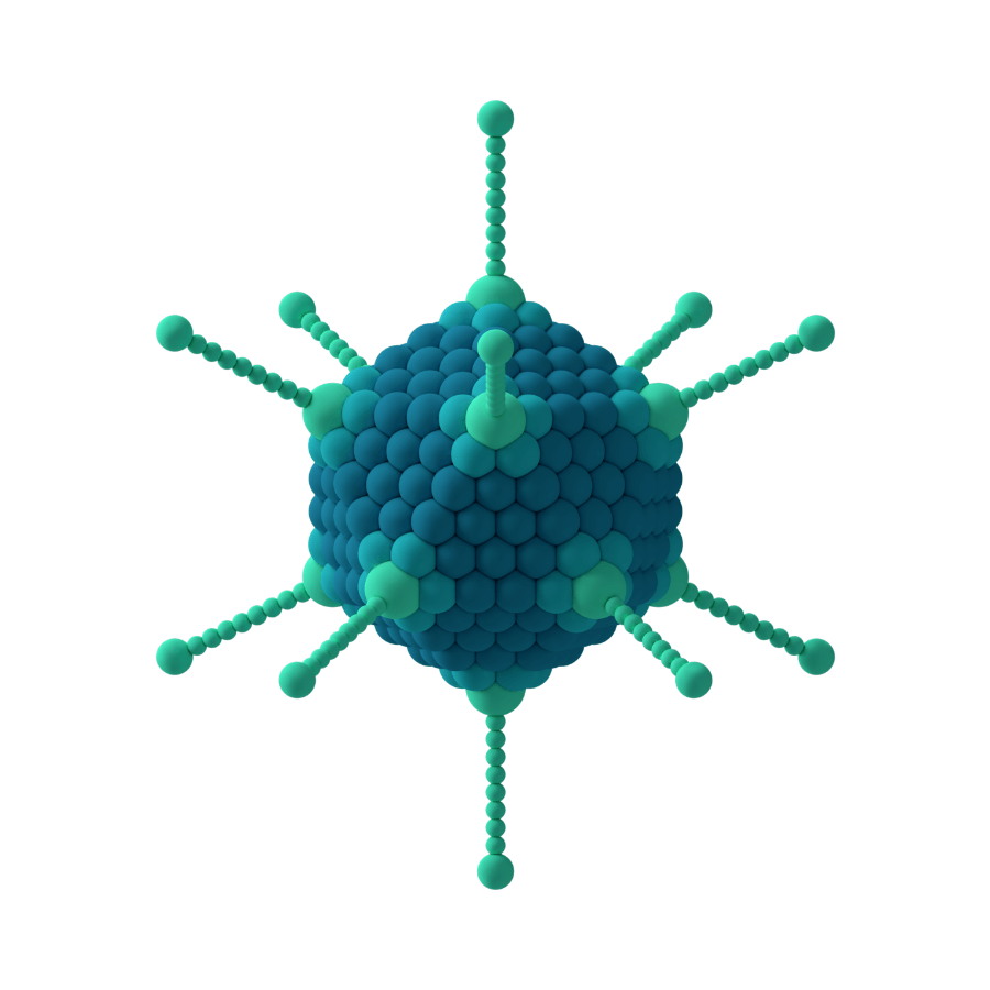 아데노바이러스-구조2