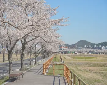 경주벚꽃축제_23