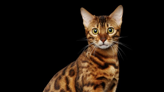 벵골 고양이 사진