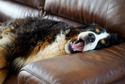 버니즈 마운틴 독