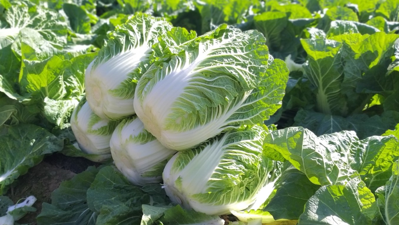 김장재료 할인 행사