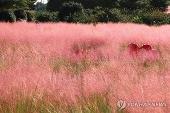 평택 바람새마을 핑크뮬리 가을 여행 인생샷 명소 추천으로 안내_3