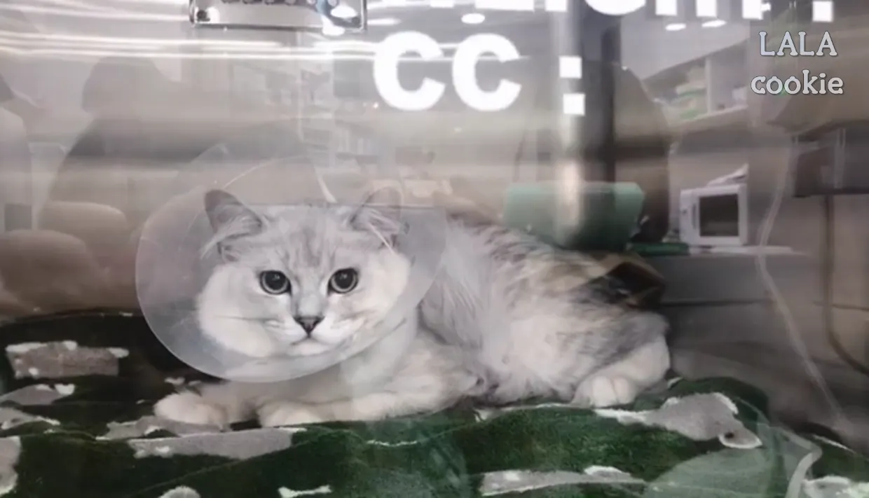 고양이-중성화-수술-후-회복-중