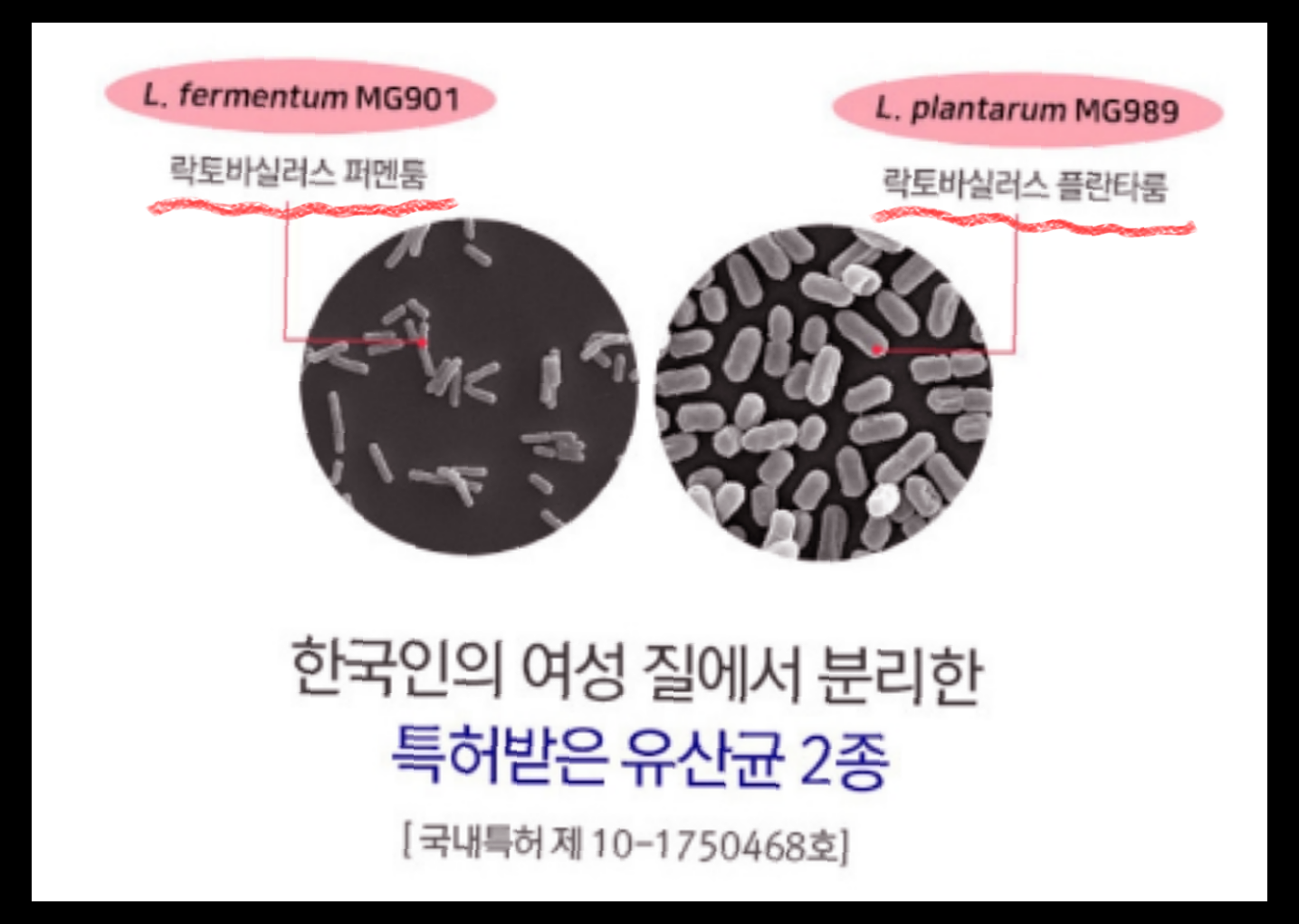 지노프레쉬 효능 부작용