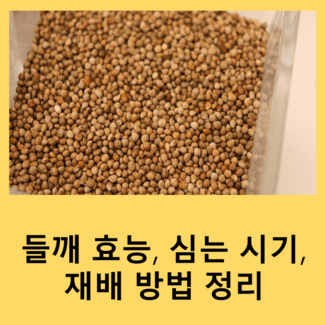 들깨