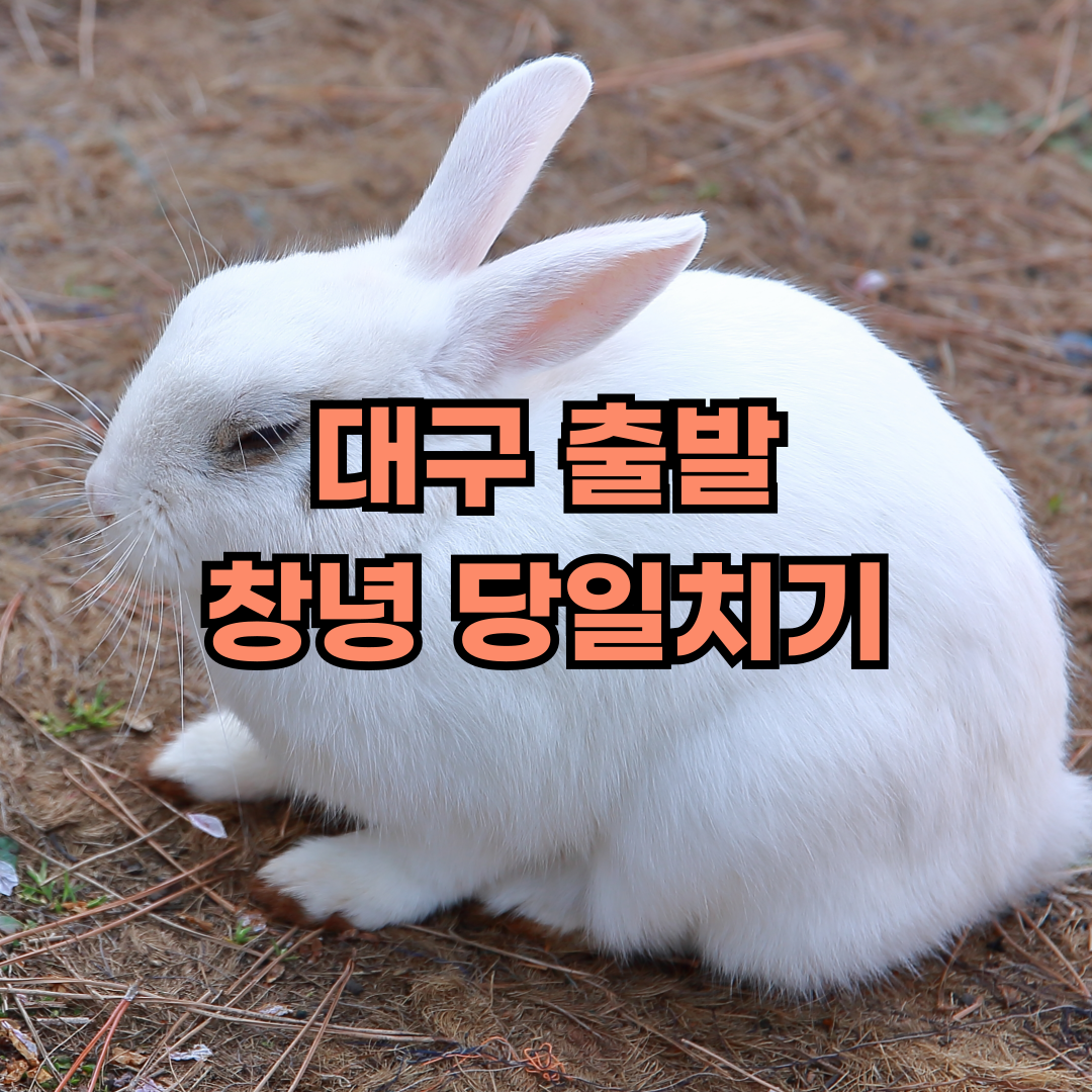 대구출발 창녕 여행