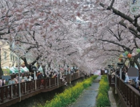 벚꽃 개화시기 2024 축제 일정 및 명소 추천