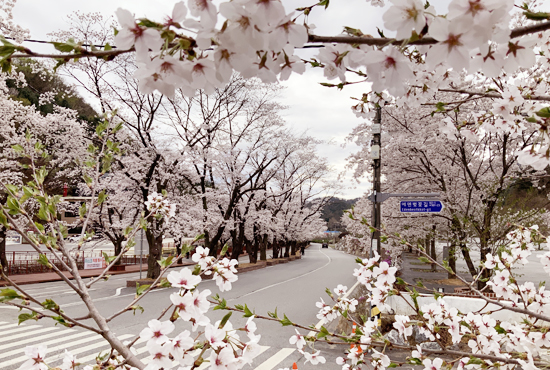 벚꽃