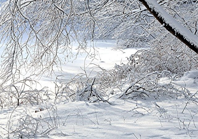 태백산 눈축제 입장료