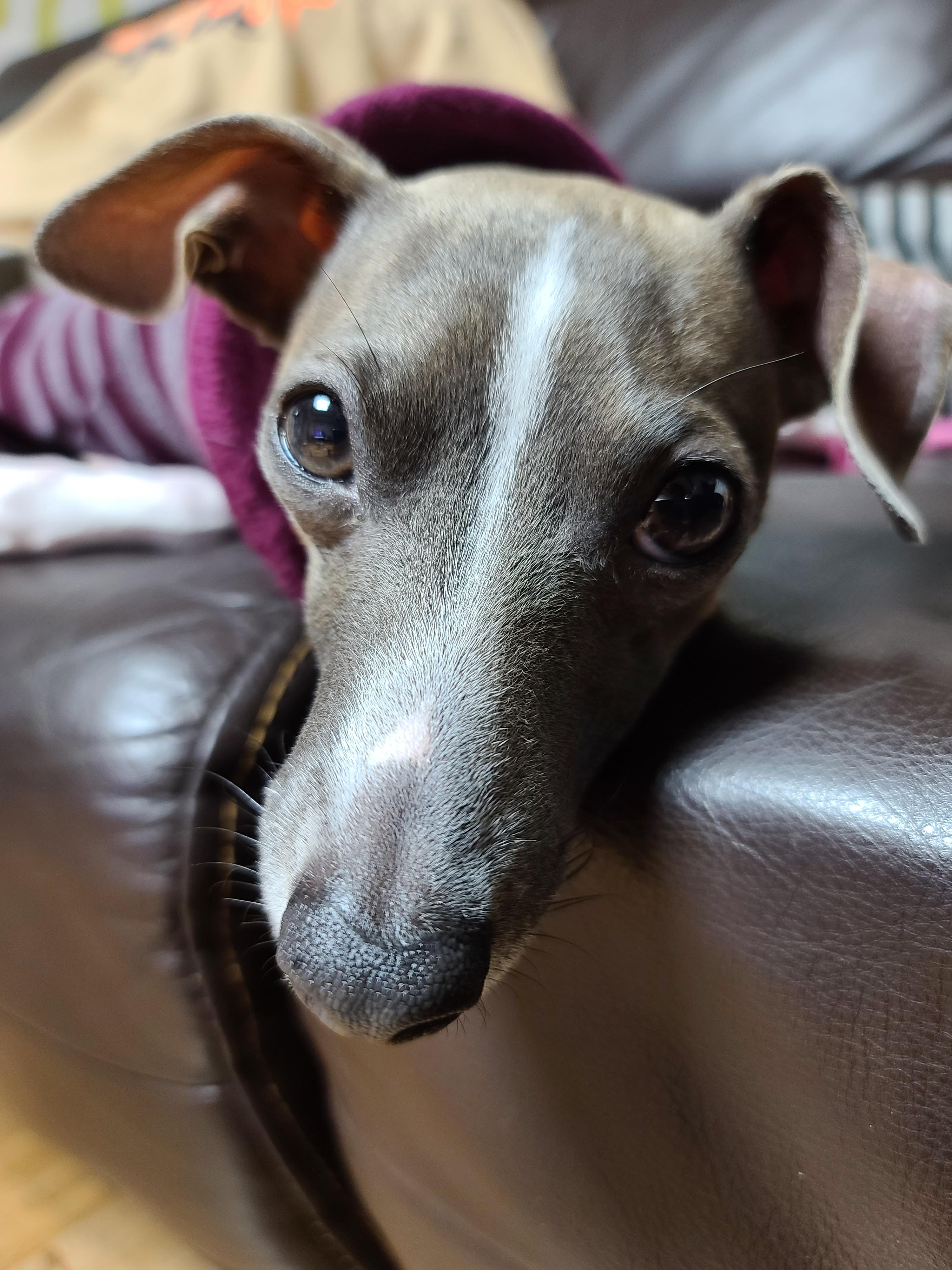 나는 강아지 조카들이 있다. 쏭! 팽!