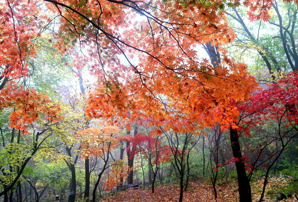 출처 : 충일산악회