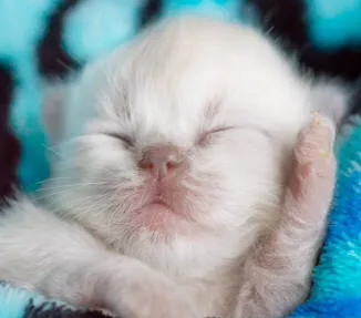 조심해야 할 고양이의 치주질환