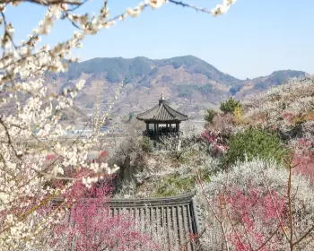 광양 매화축제_2