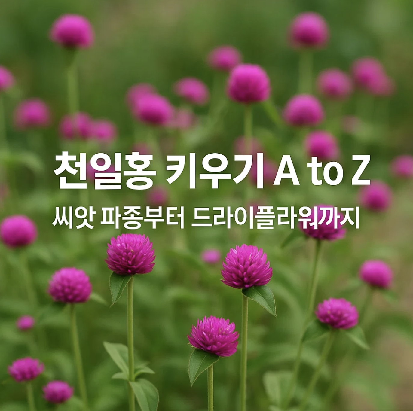 천일홍 키우기 A to Z, 씨앗 파종부터 드라이플라워까지