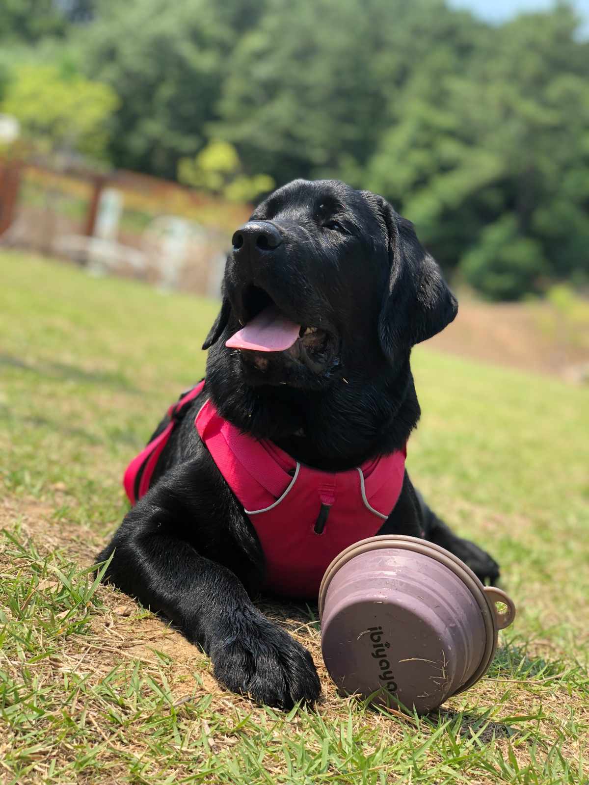 가을 대형견 여행 안성 파라다이스독 잔디 운동장 입장 안내