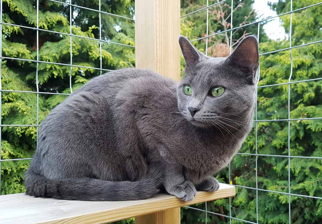 코랫 고양이 관련 사진