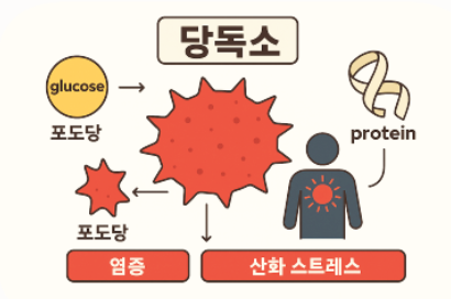 당독소 작용의 방식, 산화스트레스