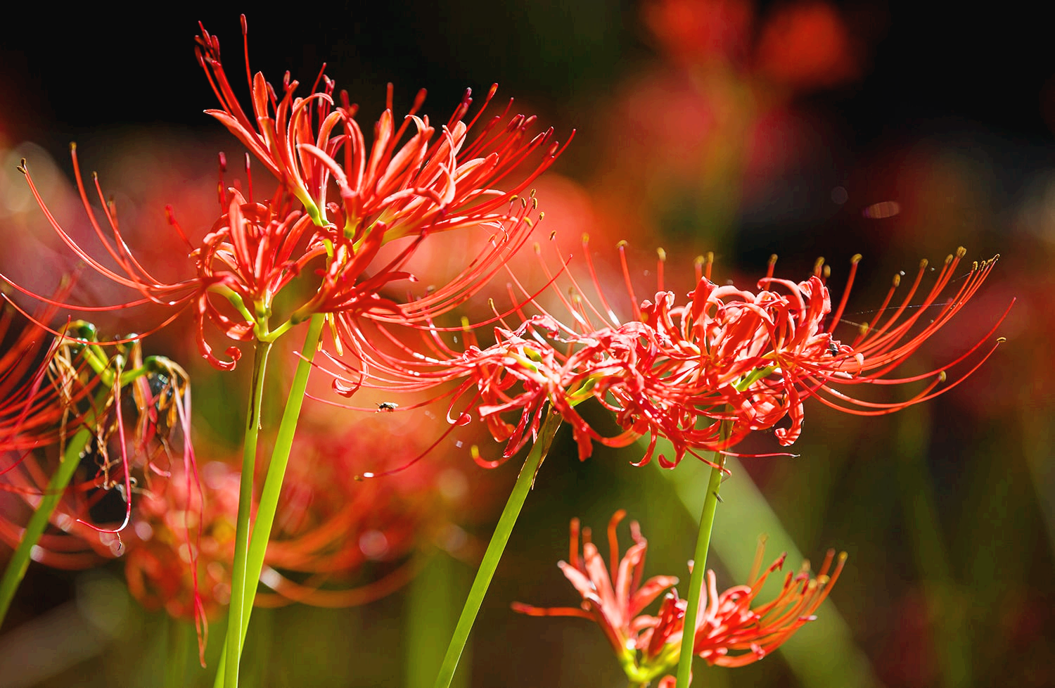 분당 중앙공원 꽃무릇14