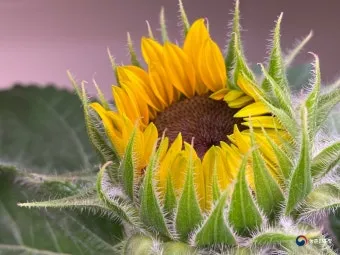해바라기 재배 파종 깊이 지주 세우기 씨앗 수확_3