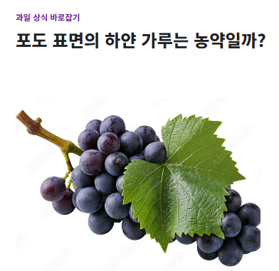 포도 종류