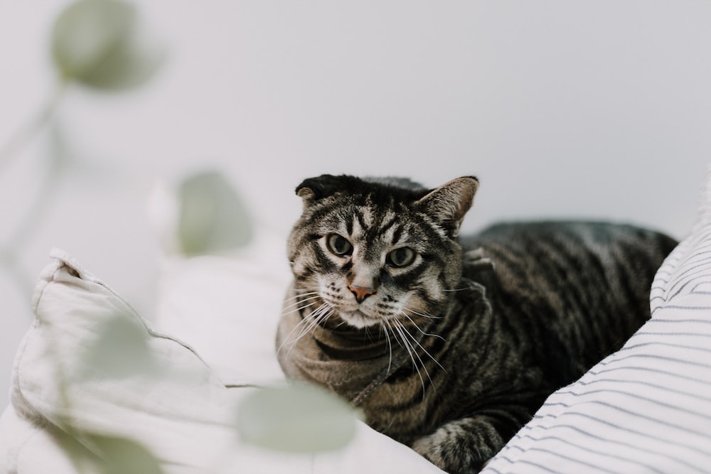 고양이 백내장