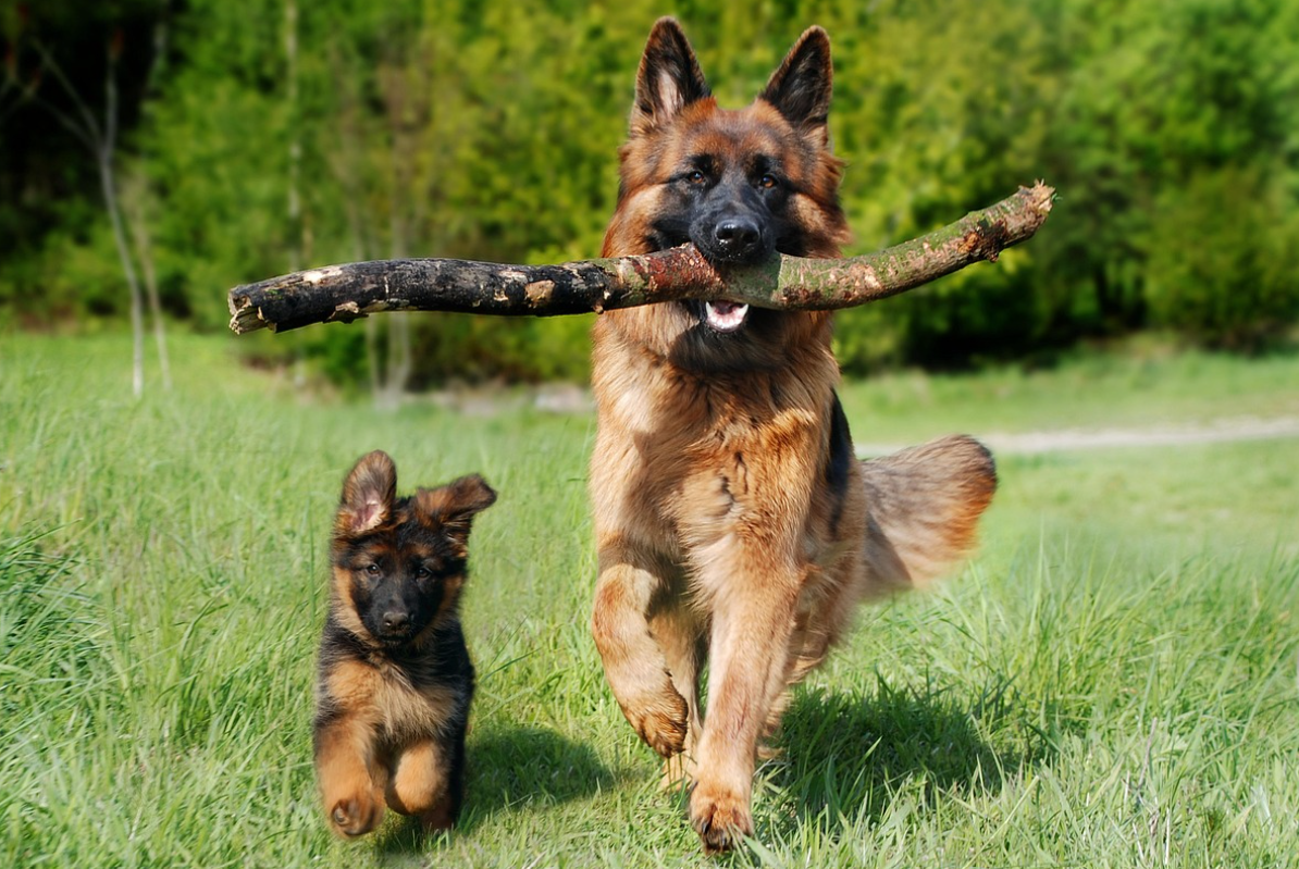 강아지 계절성 질환 관리 방법