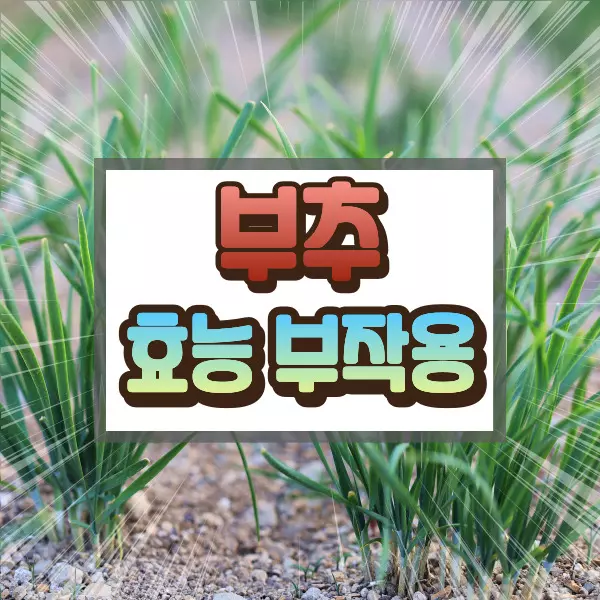부추 효능 부작용