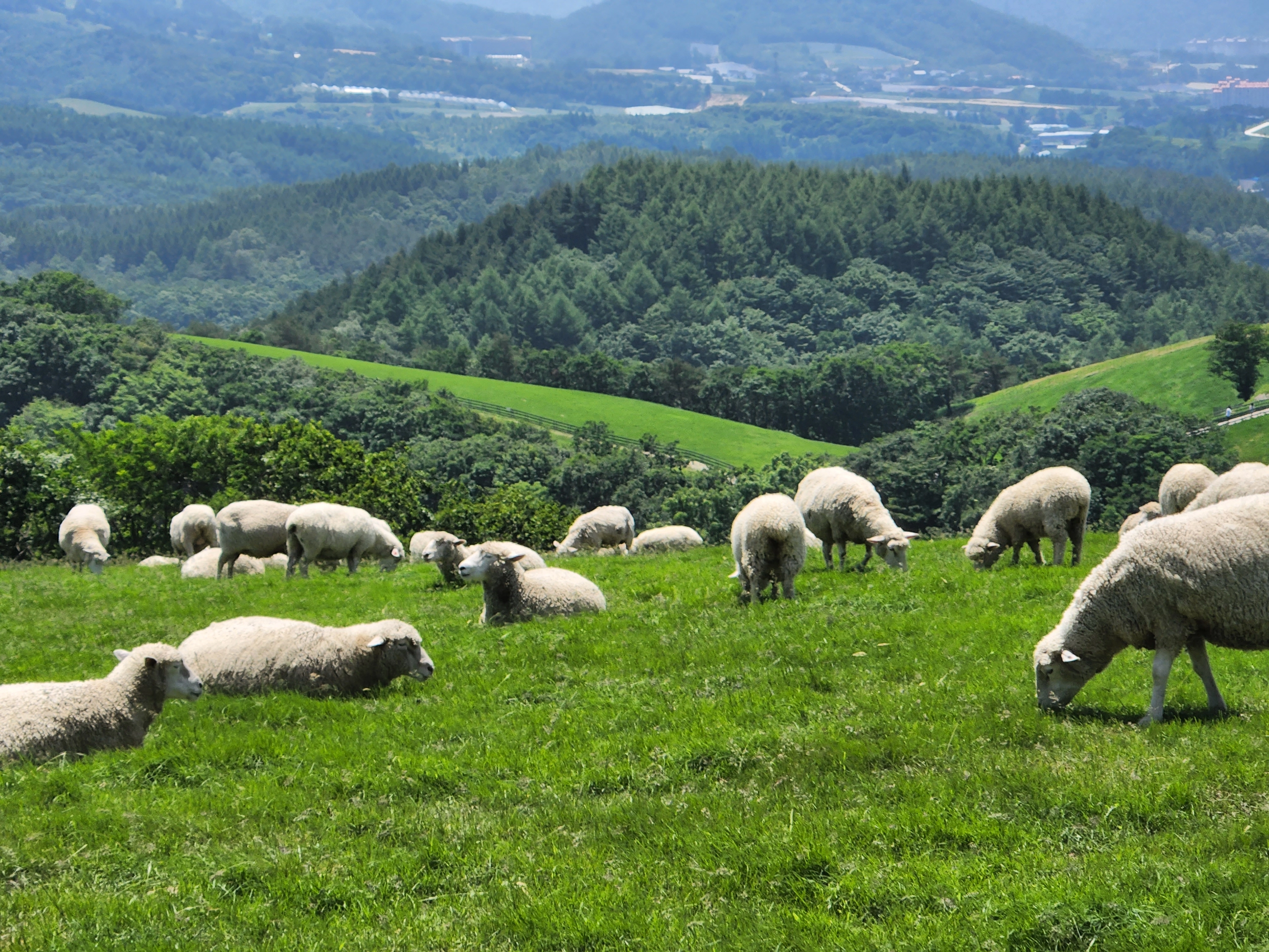 대관령_양떼목장