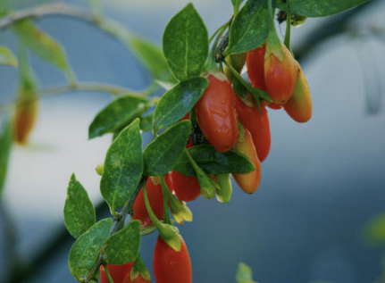 구기자 효능 부작용 구기자차 끓이는 법 총정리(최신)