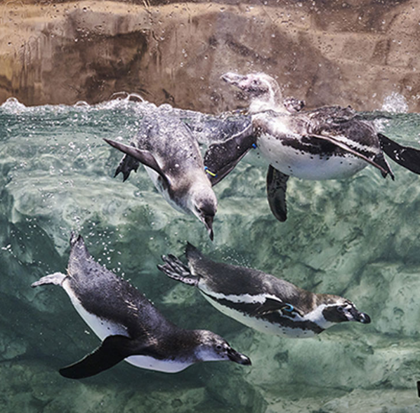 아쿠아플라넷 광교6