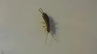 집안 벌레 퇴치법_12