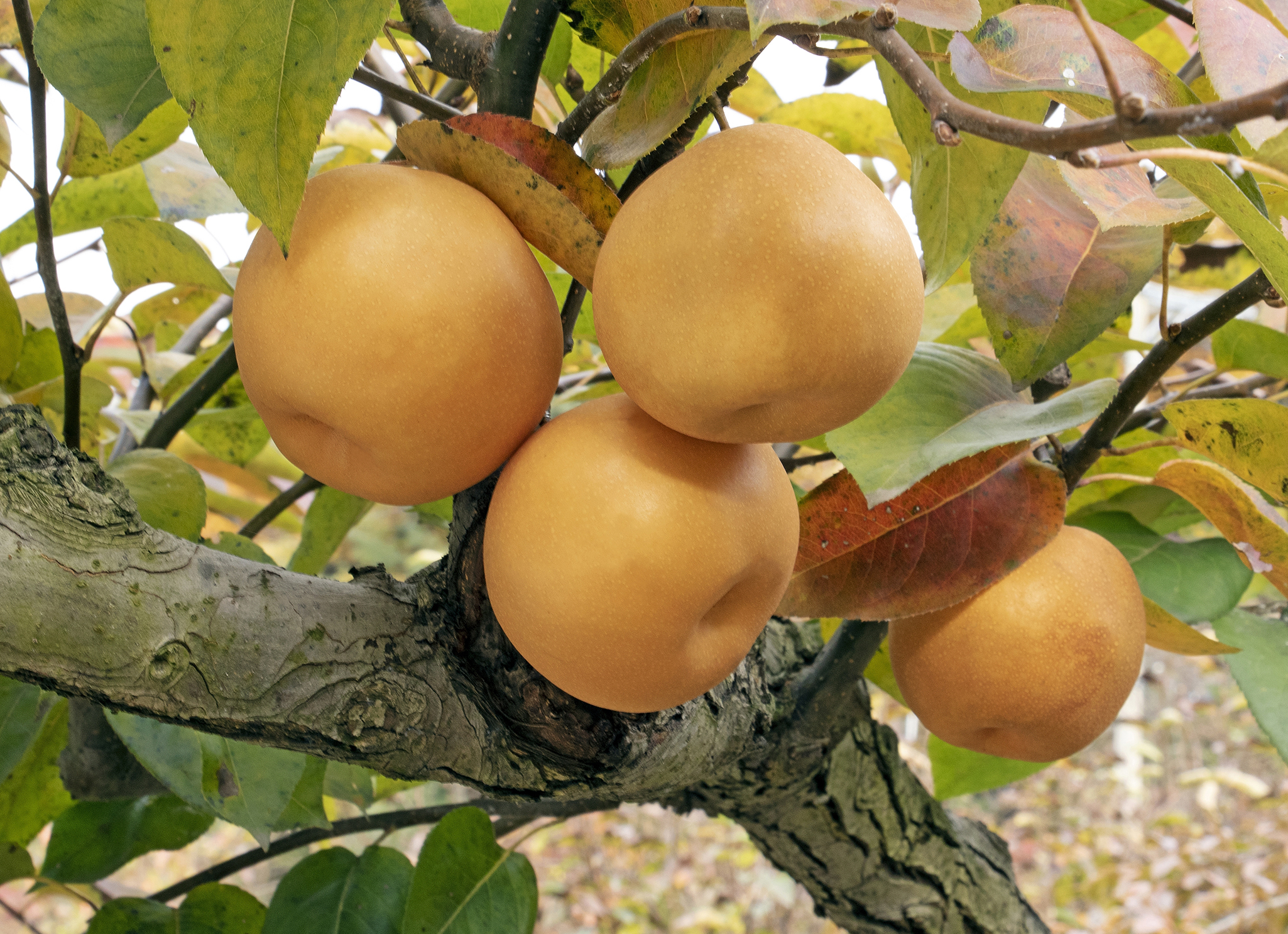 가을철 다이어트 간식 추천 — 나무에 달린 제철 배, 수분 많고 소화에 좋은 건강 간식