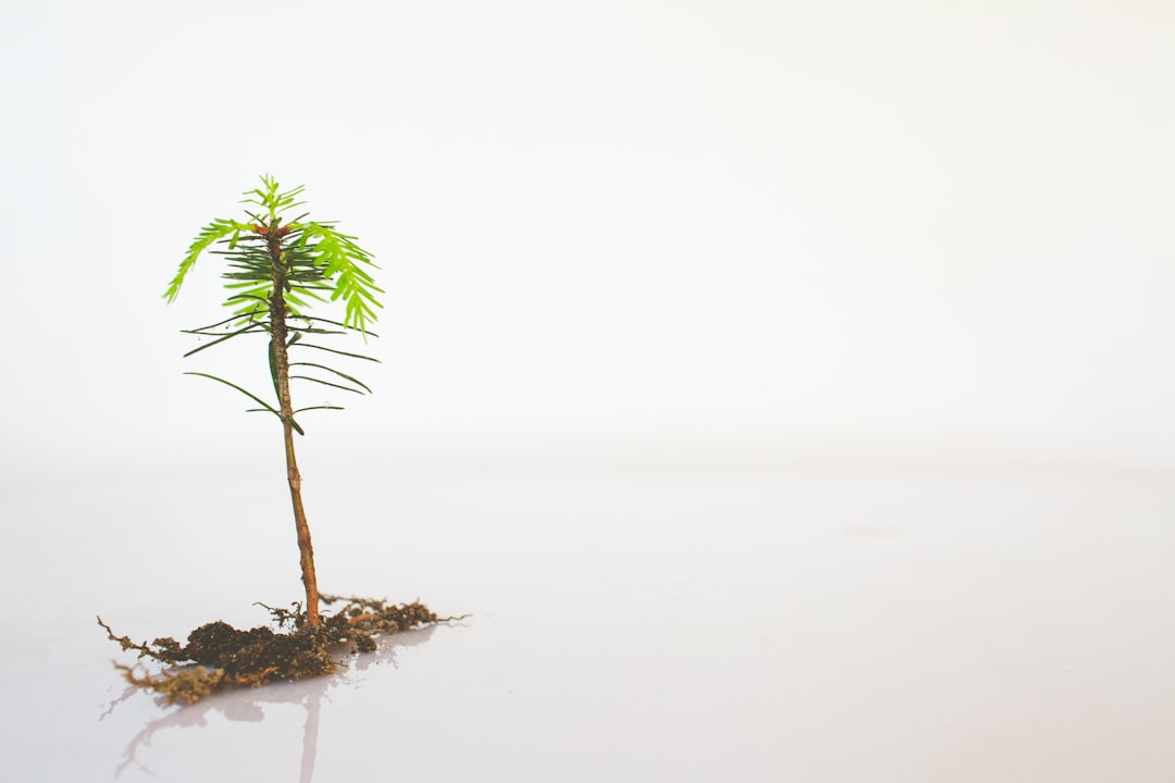 Growth