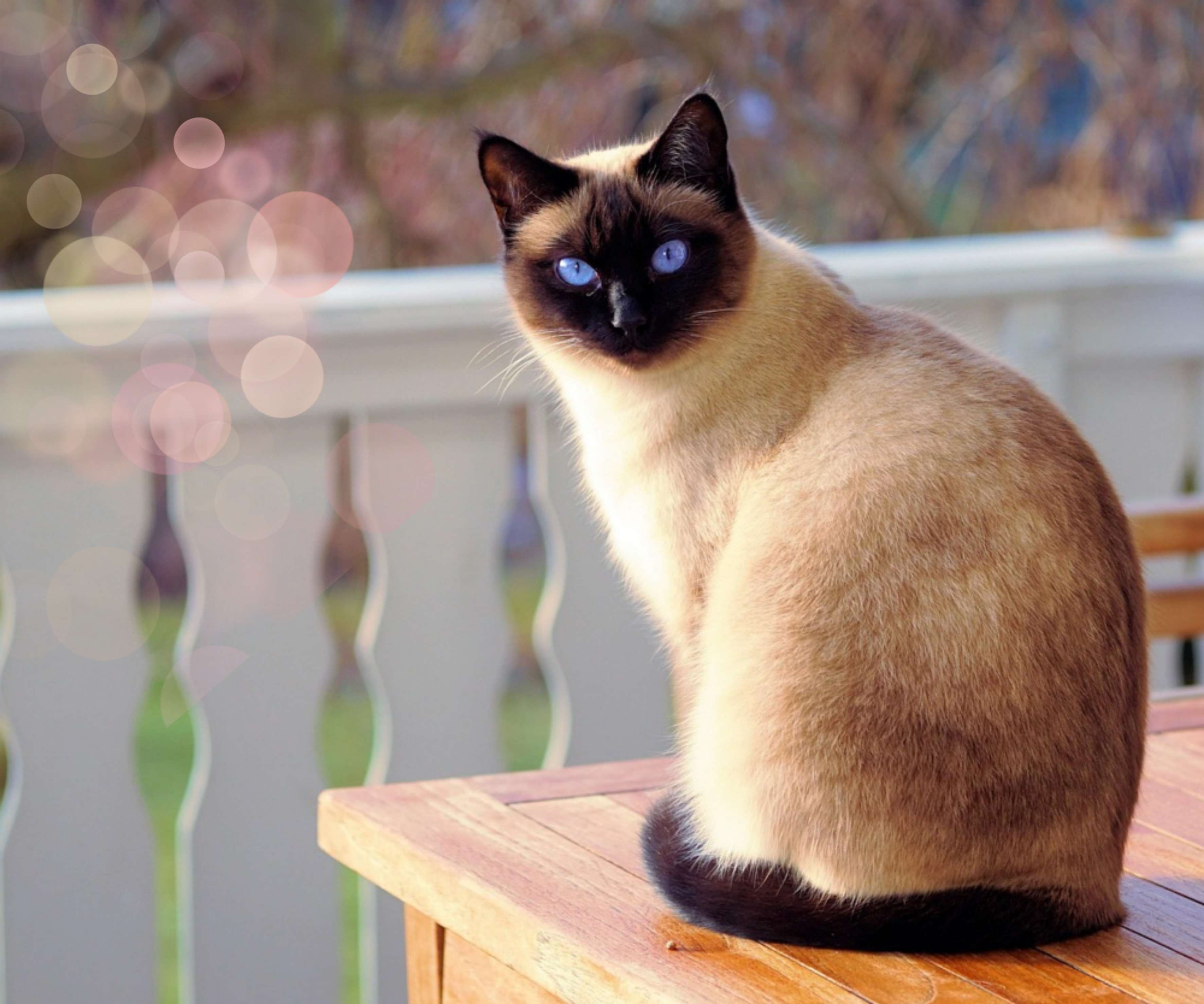 펫 테라피 들어보셨나요? 반려동물이 정신건강에 미치는 영향