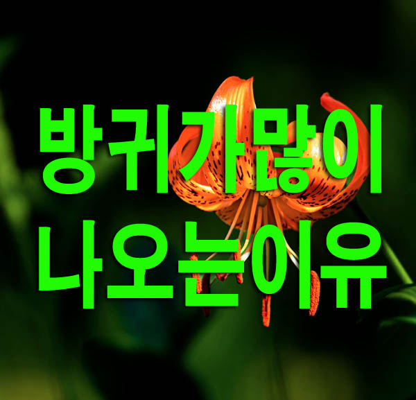 방귀가 많이 나오는 이유