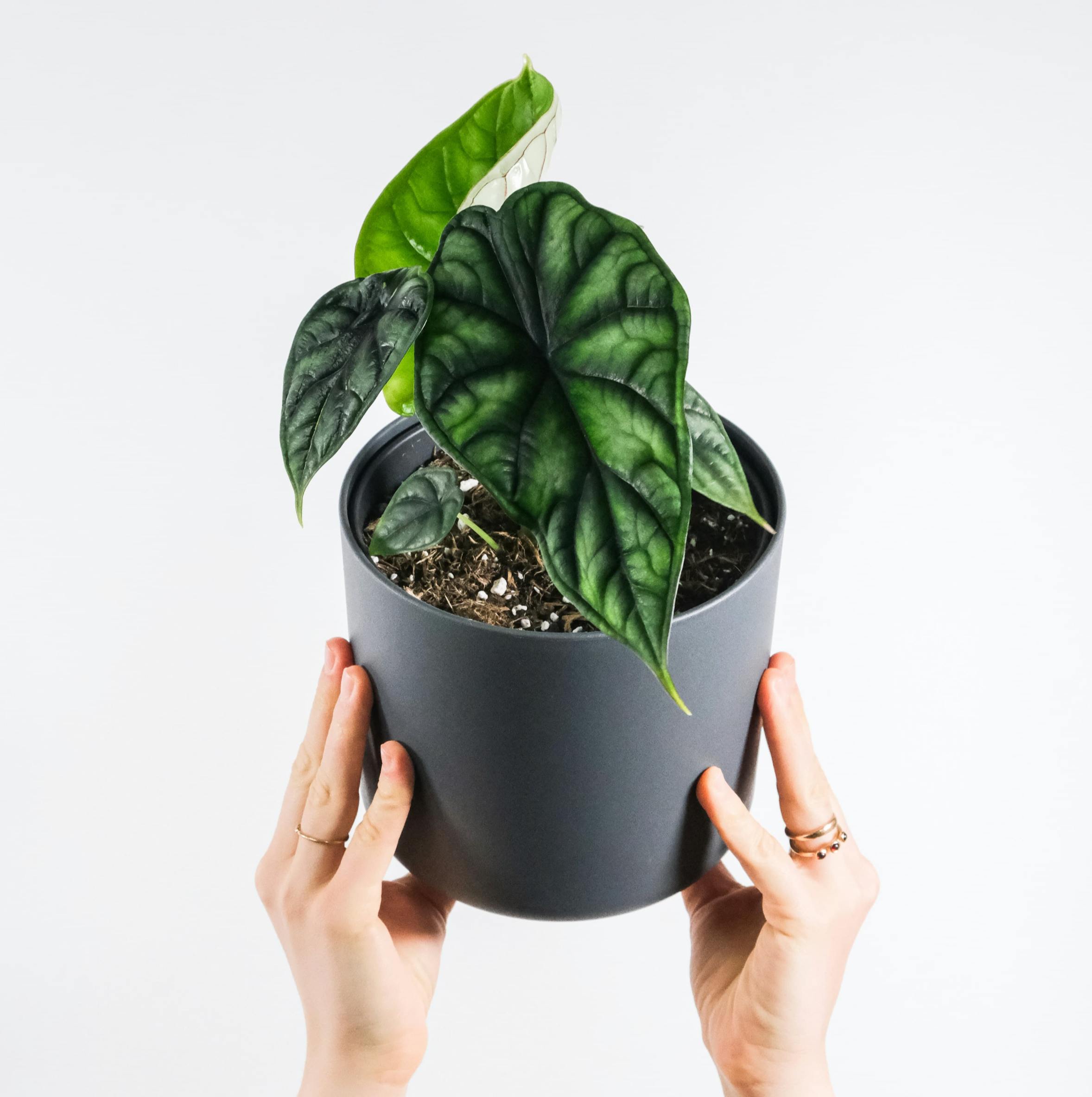 추천 공기정화식물 TOP 7