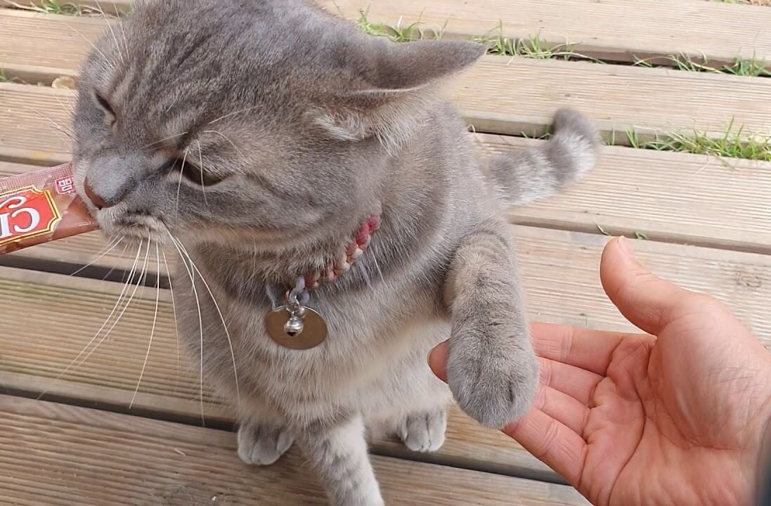 고양이-훈련에-의해-손-내밀며-간식-받아먹는-고양이-사진