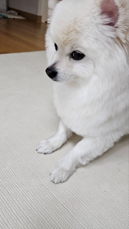 폼피츠 미용20