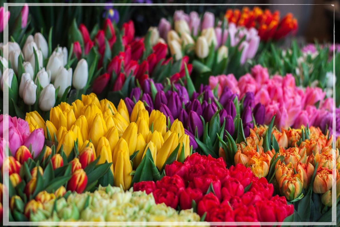 9월 11일 12띠 별자리 운세 완벽분석_3 원숭이띠&amp;#44;닭띠&amp;#44; 개띠&amp;#44; 돼지띠