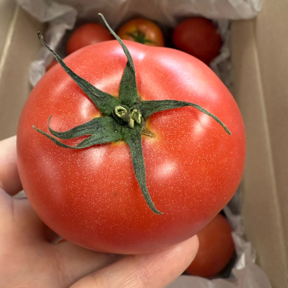 토마토의 놀라운 건강 비밀