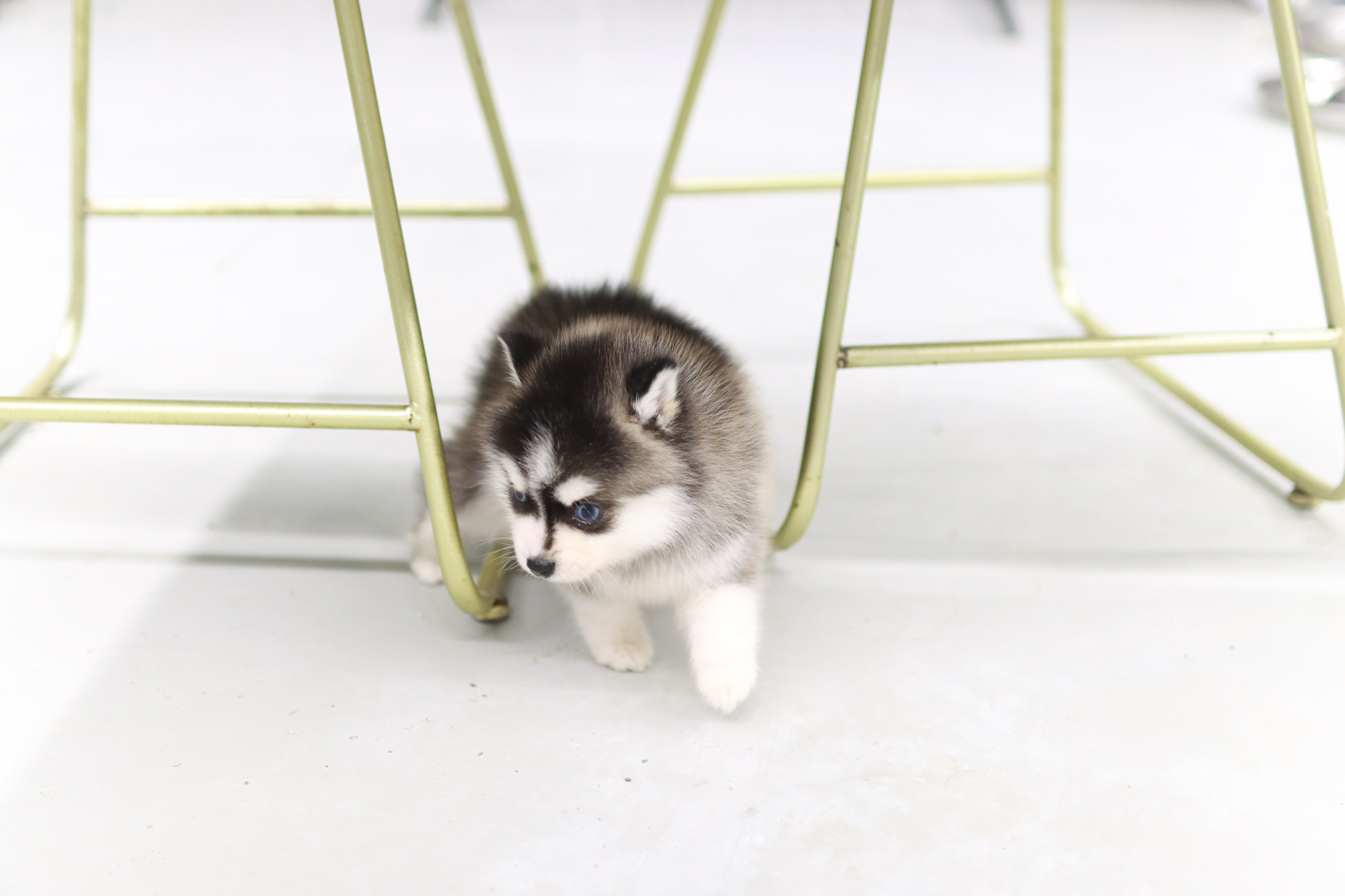 폼스키분양가격