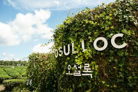 제주도 가볼만한곳 - 오설록 티뮤지엄