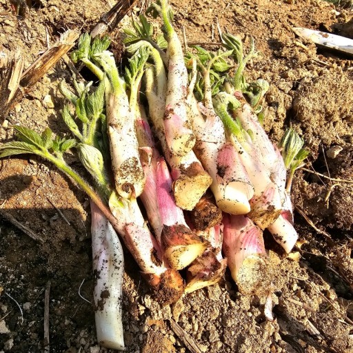 땅두릅 참두릅 효능과 부작용 