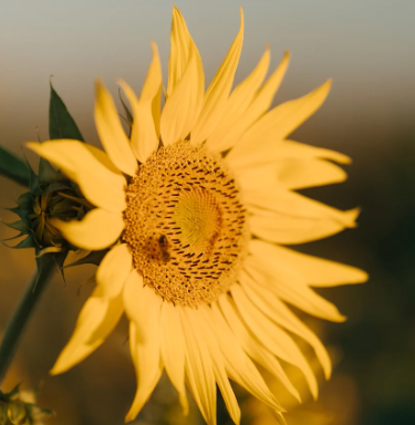 근로소득의 범위와 종류